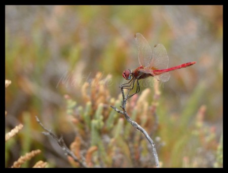 Sympétrum à nervures rouges - Sympetrum fonscolombii mâle